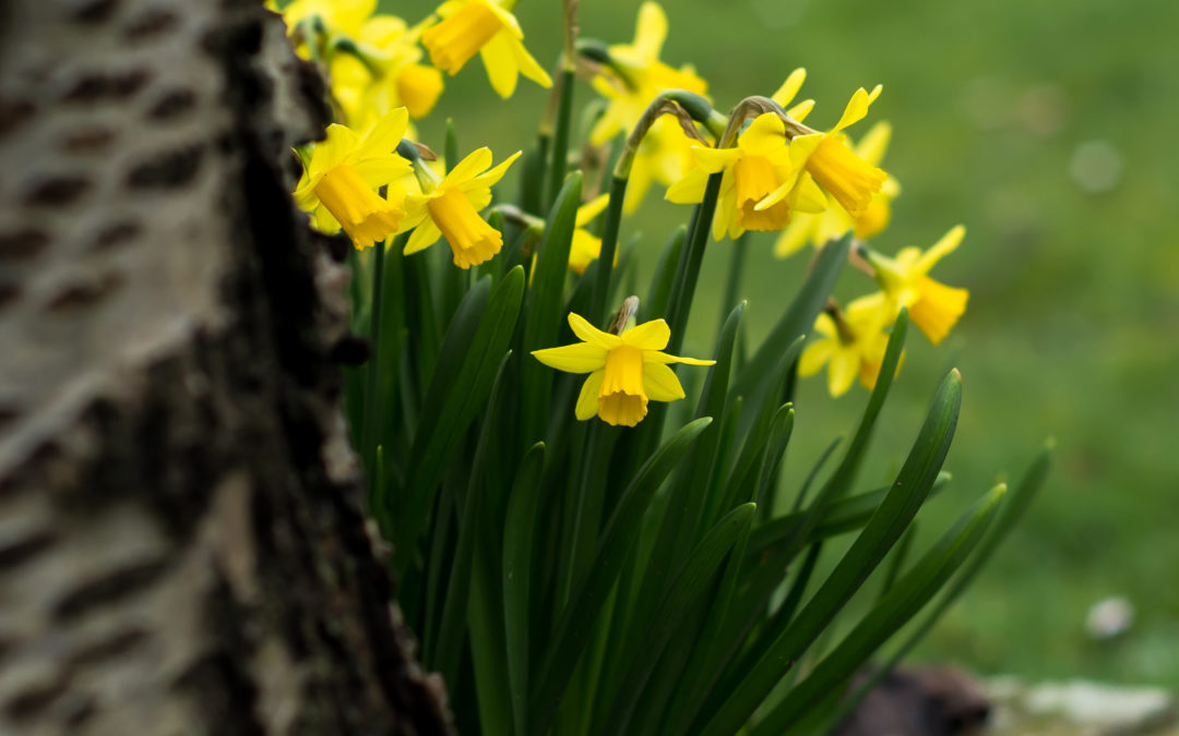 Daffodil Benefits – What Are Daffodils Good For