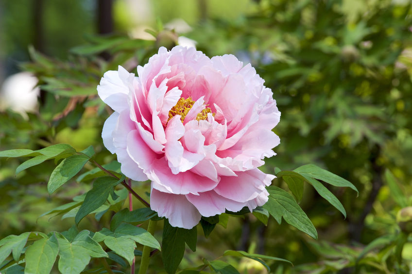 A Peony Kind of Love…in the Gardens of Winterthur