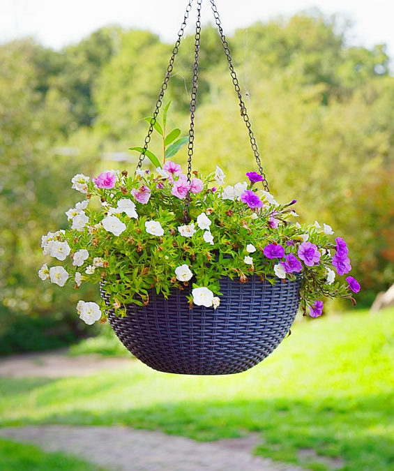 An Easy Care Guide for Luscious Hanging Basket Flowers