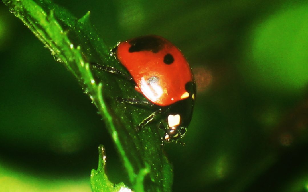 How to Attract Ladybugs to Your Garden + Why You Should