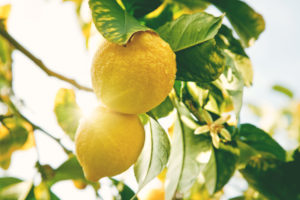 grow a lemon tree
